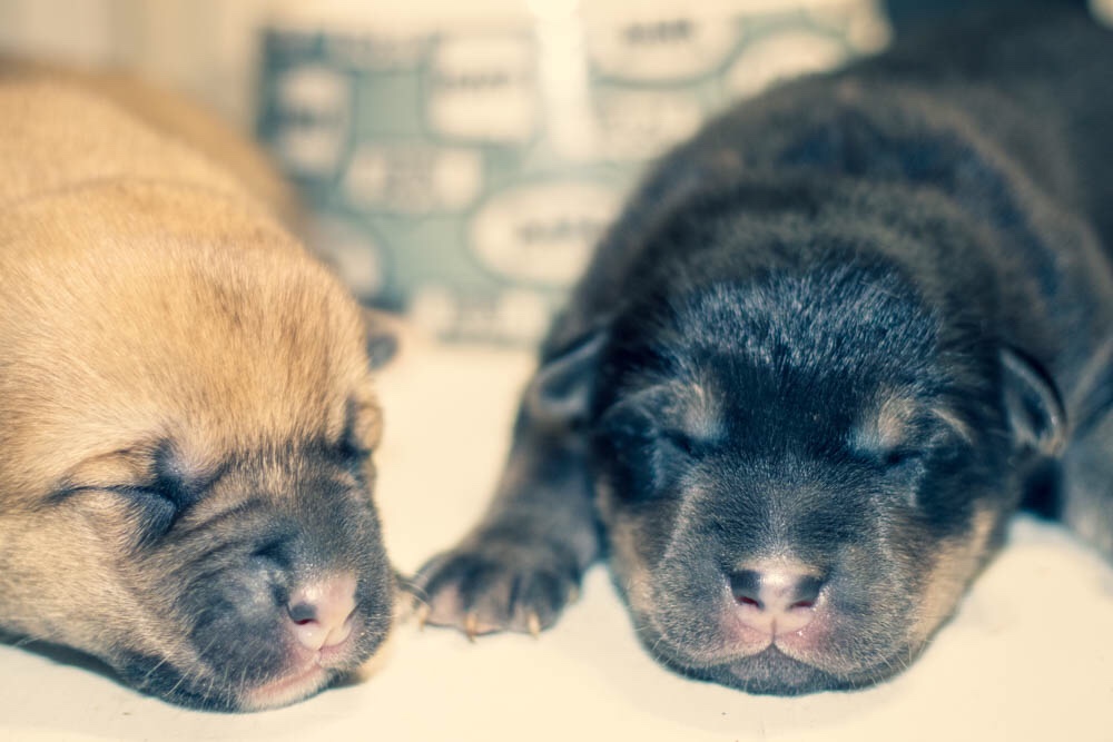 Puppy Picture Day