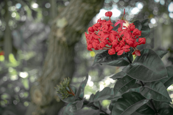 Flower Power. A little colour.