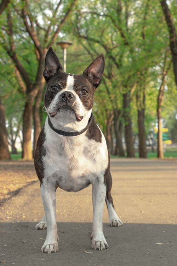 Enzo at the Park