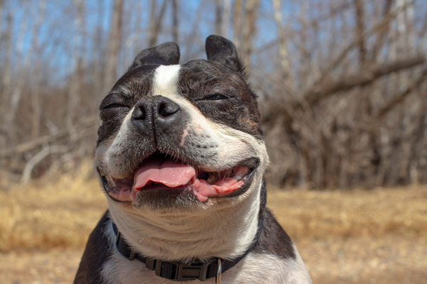 enzo-dogpark-before