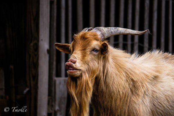 goat-before