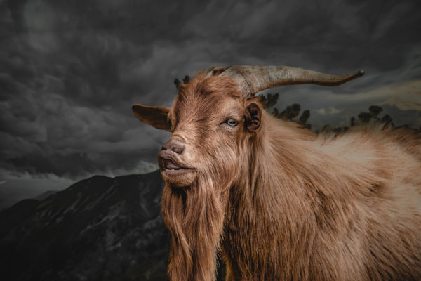 goat-mountain-after
