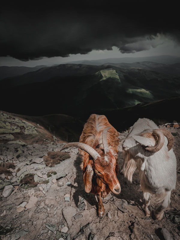 goat-mountain-after1