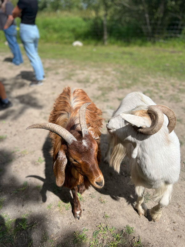 goats-mountain-before