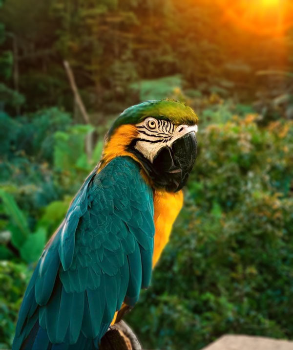 parrot-sunset-after