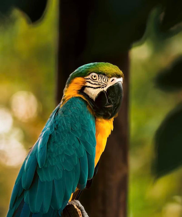 parrot-sunset-before