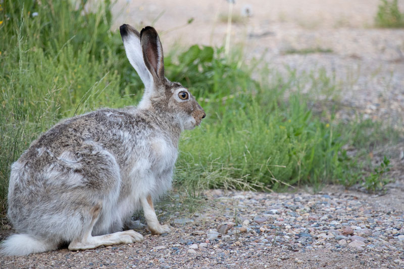 rabbit-before