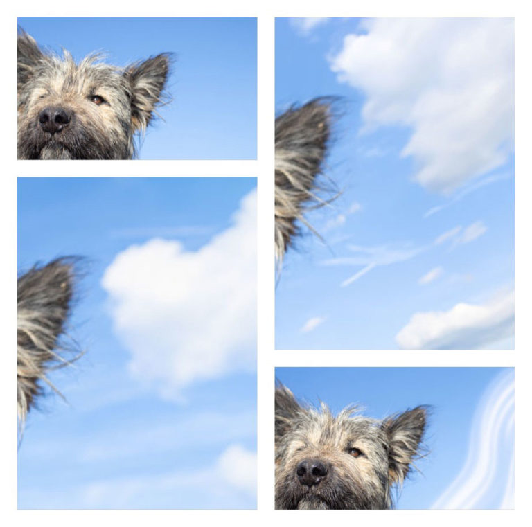 wolf-dogs-collage1