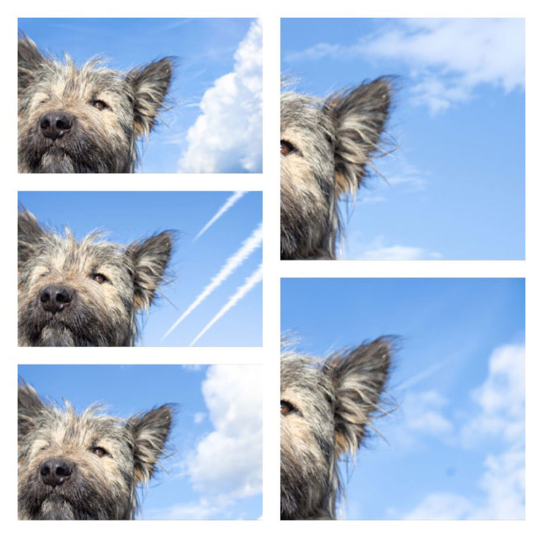 wolf-dogs-collage2