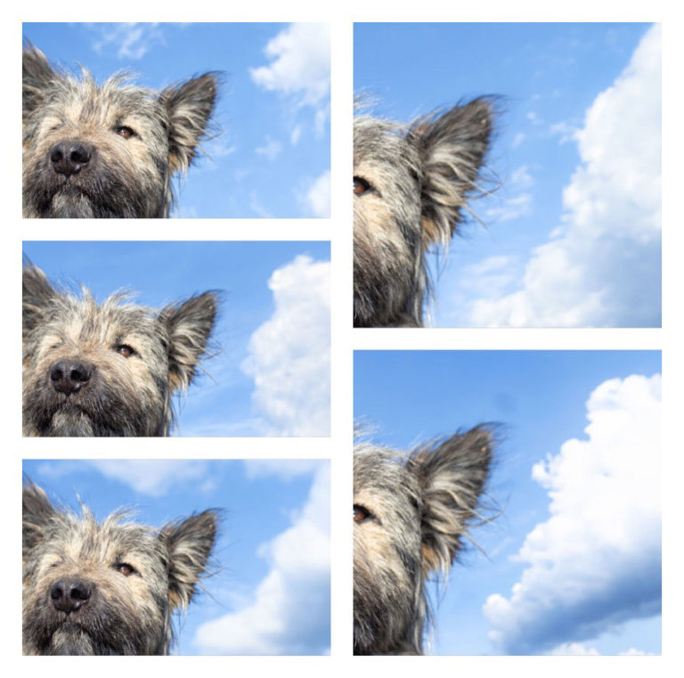 wolf-dogs-collage3